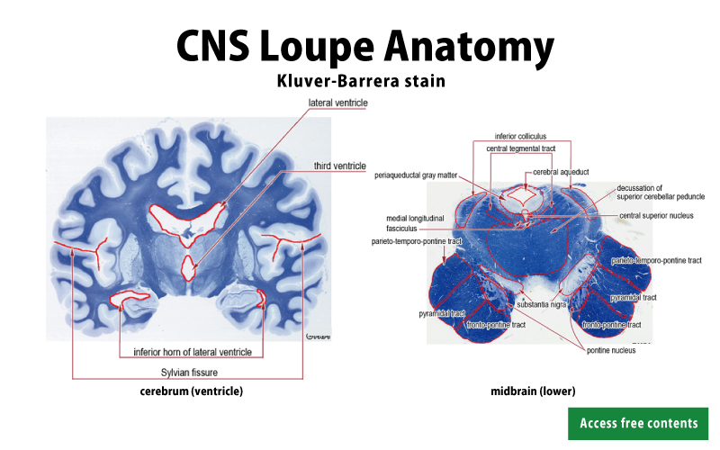 CNS Loupe Anatomy