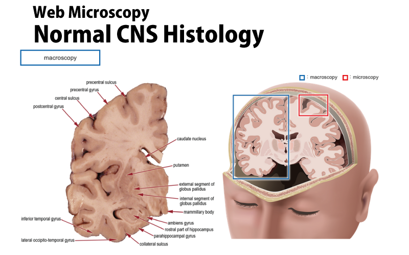 Normal CNS Histology