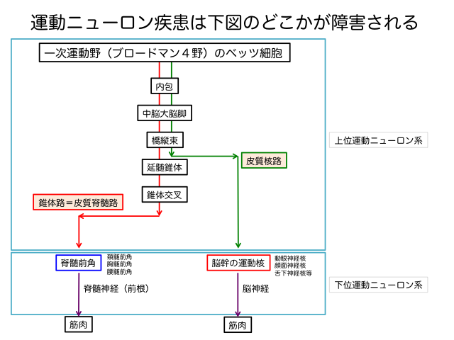 Nursing Care and Pathological Database of ALS：運動神経系の病変