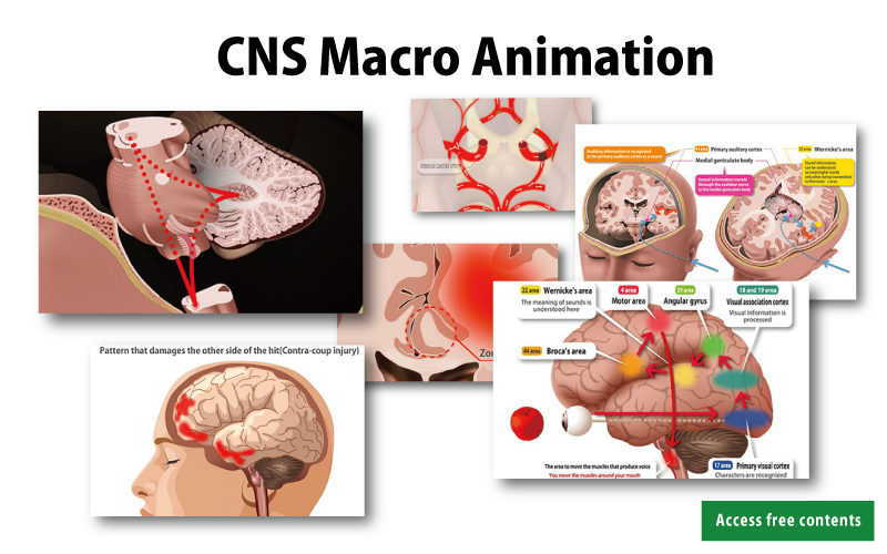 CNS Macro Animation