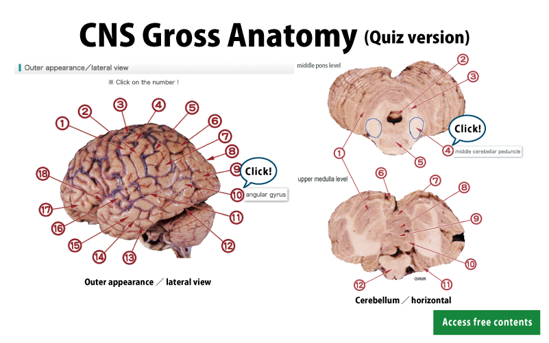 CNS Gross Anatomy (Quiz version)