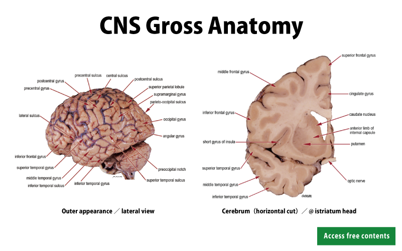 CNS Gross Anatomy