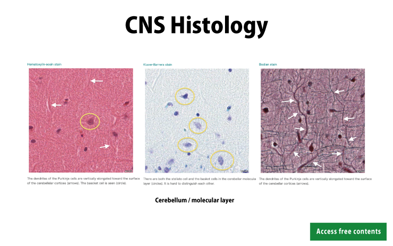 CNS Histology