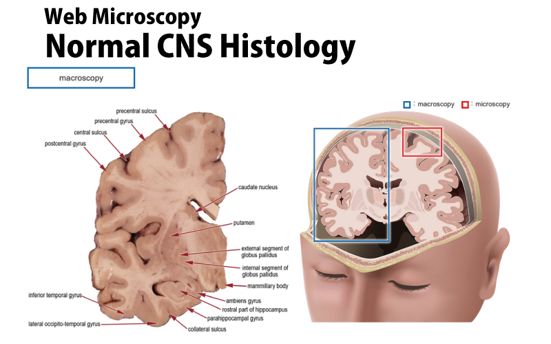 Normal CNS Histology